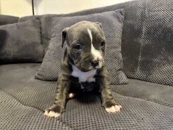 Štěňata Americký stafordšířský teriér - 3