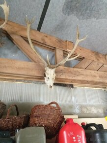 Paroží trofeje - 3