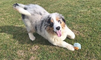 Australský ovčák s PP - 3