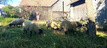 Suffolk beránci - 3