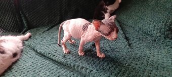 Holčička kanadský sphynx - 3