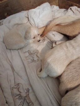 Čistokrevná štěňátka Labradora - 3