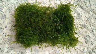 Akvarijní rostliny - 3