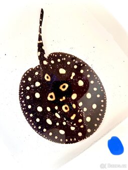 Potamotrygon Black Diamond x Big Spot - 3