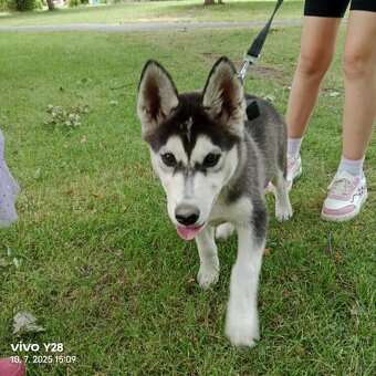 Sibiřský husky - 3
