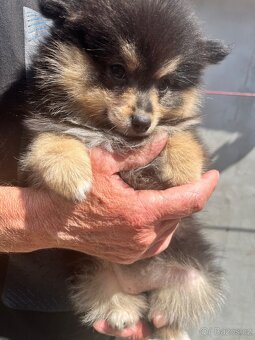 Pomeranian - 3