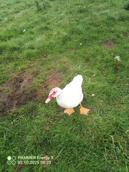 Prodám čínské kachny - 3