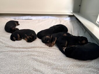 Německý ovčák štěňata - 3