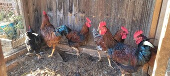 Prodám kohouty Dominant - 3