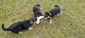 Štěně německý ovčák s PP - 3