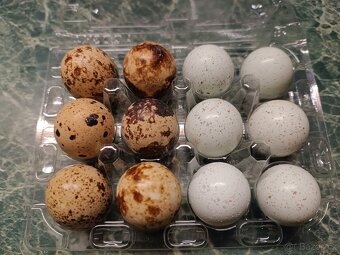 Násadová vejce křepelky - 3