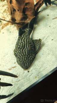 Panaque SP Spotted L330 - 3