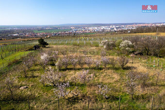 Prodej zahrady, 2462 m², Dobšice u Znojma - 3