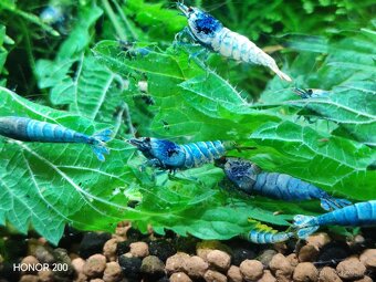 Krevetky Caridina - Blue Bolt - 3