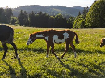 Roční kobylka Paint horse overo - 3
