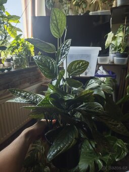 Monstera Karstenianum ( Peru ) č.1 - 3