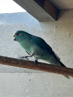Kakariki - 3