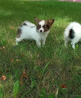 Papillon s PP - 3