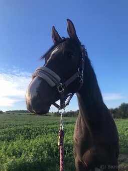 Kobylka ročník 2024 - 3