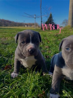 🐾 Americký stafordšírský teriér – modrá štěňátka Bibi a Oli - 3