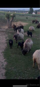 Ovce ouessantská (Quessantská) - 3