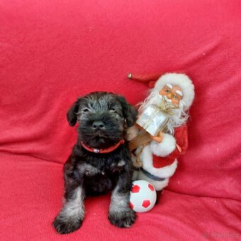 Knírač malý pepř a sůl - 3