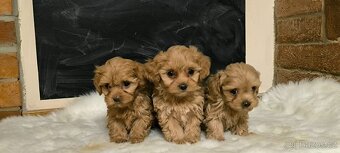 Maltipoo - 3
