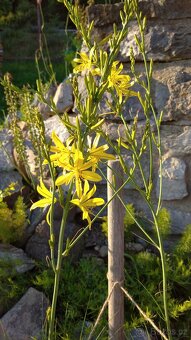 Asphodeline liburnica 80 semen 50 Kč - 3