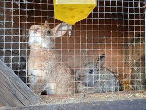 Králíci na maso - 3