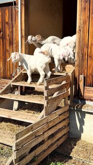 PRODÁM KŮZLATA - 3