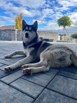 Sibiřský husky ke krytí - 3