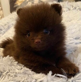 Pomeranian Edward Dogs Dream Pom Kennel - 3