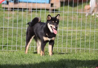 Shiba inu čierny pes s PP - 3