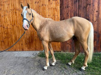 Pony - 3