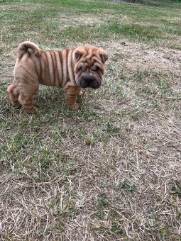 Sharpei , šarpej - 3