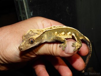 Pagekon řasnatý (Coreolophus ciliatus) - 3