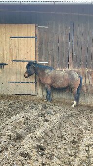 Huculská klisna, hucul, Tobiano, pony, malý kůň - 3