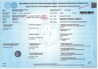 Welsh corgi cardigan s PP- posledni pejsek volný - 3