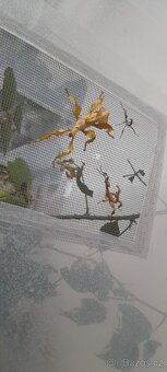 Strašilka australská - 3