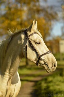 Tříletý Kinský valach - 3