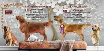 Zlatý Retrívr / Golden Retrívr s PP - 3