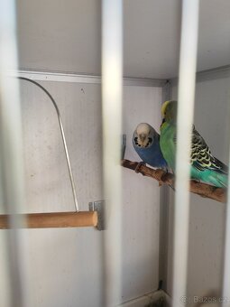 Andulka vlnkovaná - 3