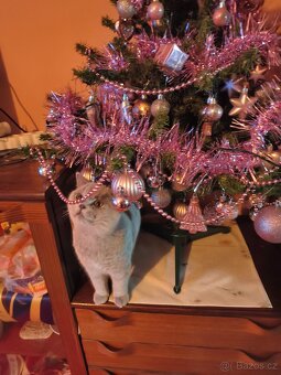 Britská modrá kočička - 3