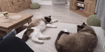 Přijímáme rezervace na koťátka ragdoláčků bez pp - 3