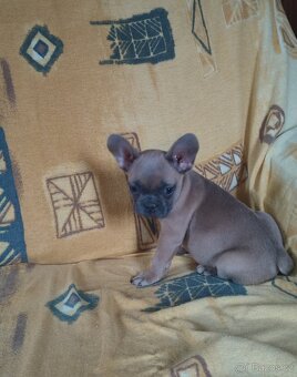 Francouzský buldoček - 3