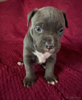 Prodej šťeňat American Bully Teplice - 3