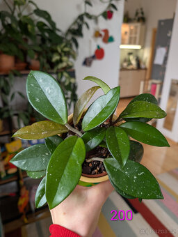 Pokojové rostliny - 3