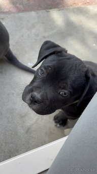 American bully - 3