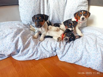 Jack Russell - 3