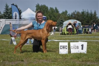 Maďarský ohař krátkosrstý (ZKwP/FCI) - 3